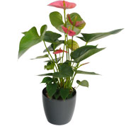 Anthurium rose   Cache pot Anthracite